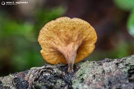 Attēlu rezultāti vaicājumam “Rutstroemia firma”