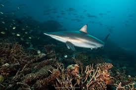 Image result for Carcharhinus brevipinna