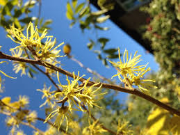 Attēlu rezultāti vaicājumam “Hamamelis virginiana flower”