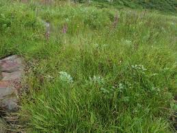Attēlu rezultāti vaicājumam “Juncus gerardii flower”