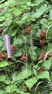 Attēlu rezultāti vaicājumam “Scheuchzeria palustris fruit”