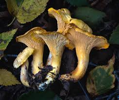 Attēlu rezultāti vaicājumam “Diderma testaceum sessile”