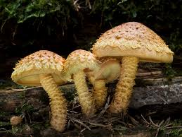 Attēlu rezultāti vaicājumam “Pholiota flammans”