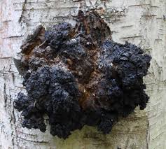 Attēlu rezultāti vaicājumam “Inonotus leporinus”