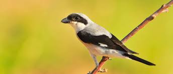 Image result for Lanius minor