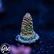 Image result for Sapphire Acro