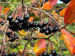 Attēlu rezultāti vaicājumam “Aronia melanocarpa”
