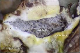 Attēlu rezultāti vaicājumam “Hypogymnia vittata”