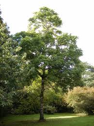 Attēlu rezultāti vaicājumam “Juglans”