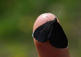 Attēlu rezultāti vaicājumam “Odezia atrata”