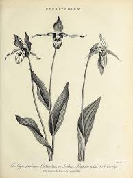 Attēlu rezultāti vaicājumam “Cypripedium calceolus”