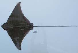 Image result for Aetomylaeus bovinus