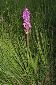 Attēlu rezultāti vaicājumam “Dactylorhiza traunsteineri”