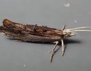 Attēlu rezultāti vaicājumam “Ypsolopha scabrella”