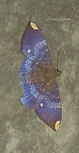 Attēlu rezultāti vaicājumam “Jalla dumosa imago”