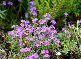 Image result for Leberbalsam