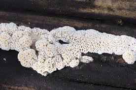 Attēlu rezultāti vaicājumam “Ceriporiopsis aneirina”