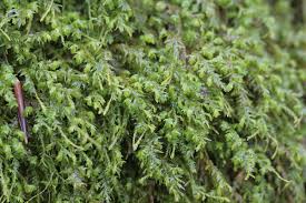 Attēlu rezultāti vaicājumam “Anomodon attenuatus”