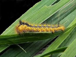 Attēlu rezultāti vaicājumam “Euthrix potatoria larva”