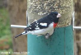 Image result for Pheucticus ludovicianus