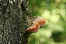 Attēlu rezultāti vaicājumam “Phellinus”