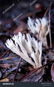 Attēlu rezultāti vaicājumam “Clavulina coralloides”