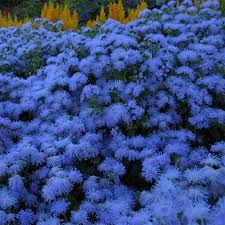 Image result for Ageratum mexicanum