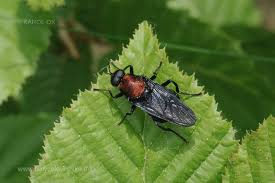 Attēlu rezultāti vaicājumam “Clitellaria ephippium”