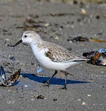 Attēlu rezultāti vaicājumam “Calidris alba adult”