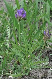 Attēlu rezultāti vaicājumam “Astragalus danicus leaf”