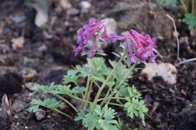 Attēlu rezultāti vaicājumam “Corydalis solida flower”