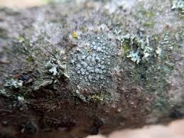 Attēlu rezultāti vaicājumam “Lecanora carpinea”