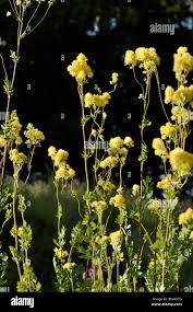 Attēlu rezultāti vaicājumam “Thalictrum flavum flower”
