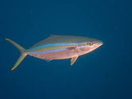 Image result for Elagatis bipinnulata