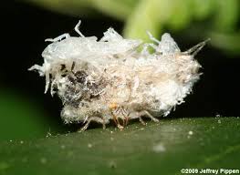 Attēlu rezultāti vaicājumam “Chrysopidae larva”