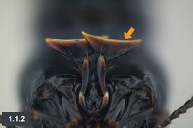 Attēlu rezultāti vaicājumam “Oxyporus corticola”