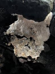 Attēlu rezultāti vaicājumam “Cystostereum murrayi”