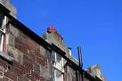 Let Sleeping Lions Lie. A red lion enjoys a snooze on top of the Linton - via Daymix