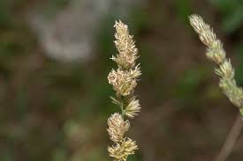 Attēlu rezultāti vaicājumam “Dactylis glomerata subsp. glomerata”