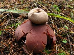 Attēlu rezultāti vaicājumam “Geastrum rufescens”