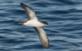 Image result for Puffinus puffinus