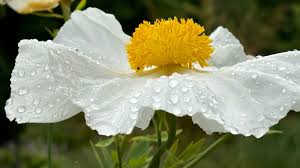 Image result for Romneya coulteri