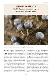 Attēlu rezultāti vaicājumam “Badhamia melanospora spores”