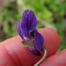 Attēlu rezultāti vaicājumam “Viola riviniana flower”