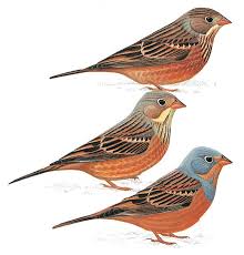 Image result for Emberiza caesia