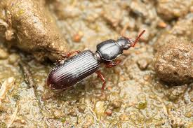 Attēlu rezultāti vaicājumam “Clivina fossor”