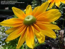 Attēlu rezultāti vaicājumam “Rudbeckia hirta var. pulcherrima flower”