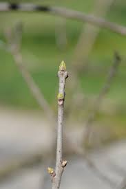 Attēlu rezultāti vaicājumam “Crataegus laevigata bud”
