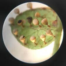 Attēlu rezultāti vaicājumam “Craterium minutum young”