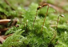 Attēlu rezultāti vaicājumam “Nowellia curvifolia sporophyte”